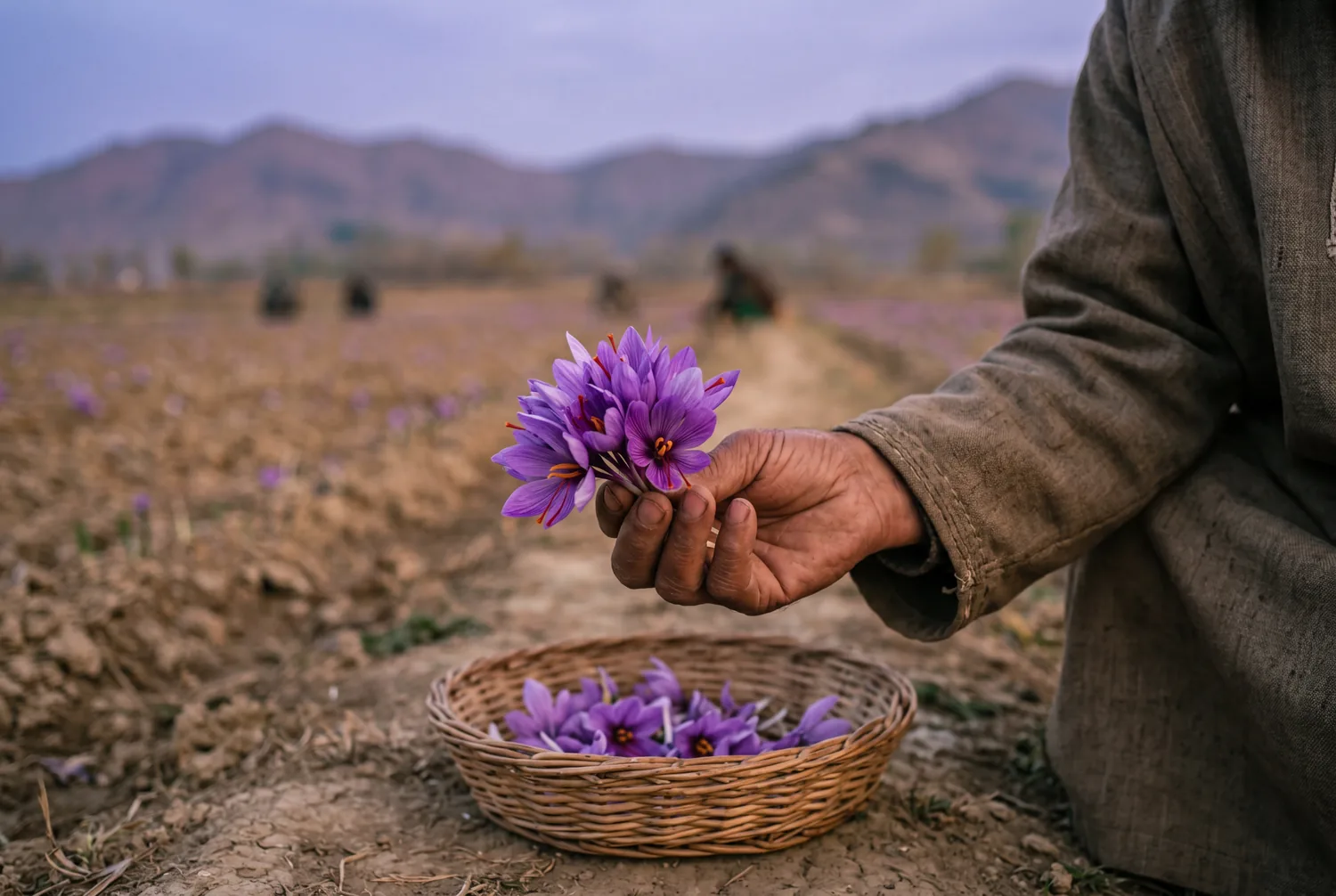 A hand holding freshly picked purple saffron crocus flowers above a basket in a Pampore field