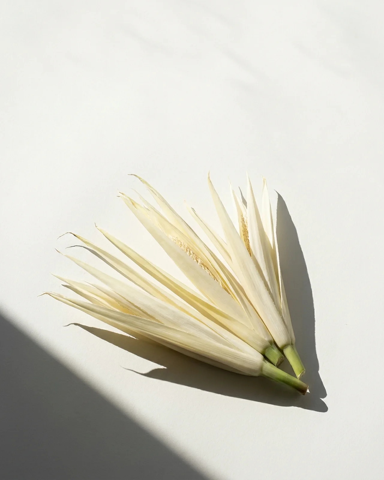 Kewda — screwpine spathes, cream-white and fibrous